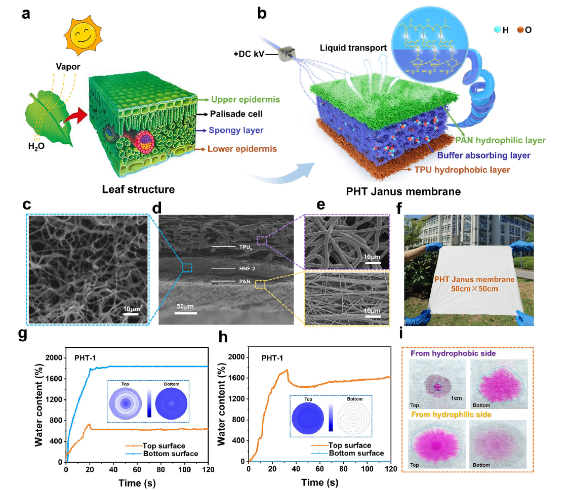 江南大学马丕波教授等人《Nature Communications》：具有海绵状通道的仿生Janus膜，用于定向液体输送